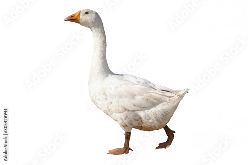 Obraz na płótnie goose isolated on white background