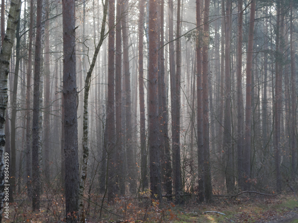 Mglisty, listopadowy poranek w lesie.