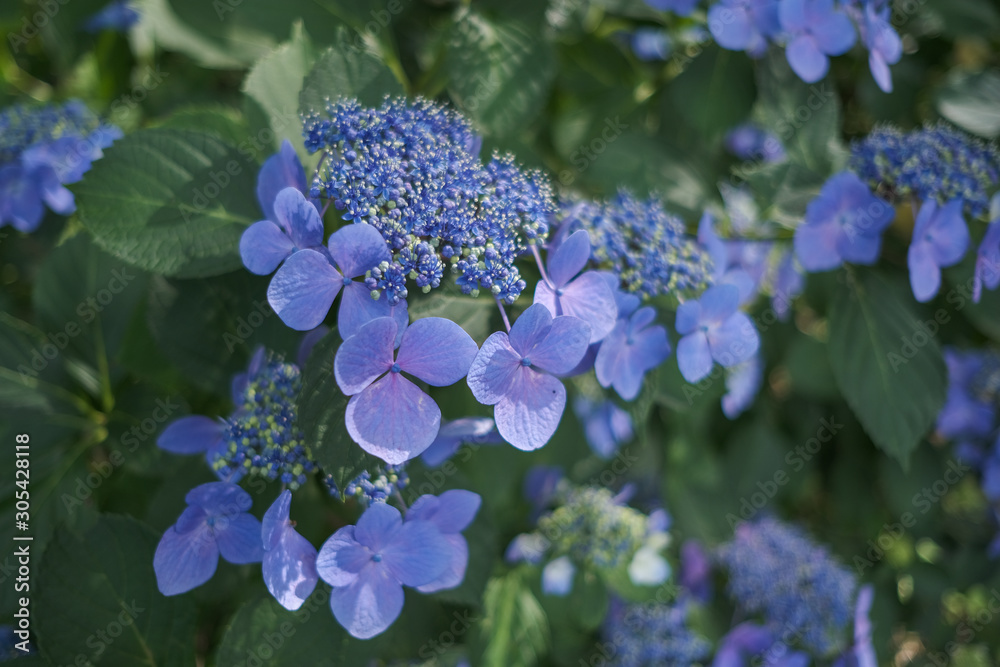 紫陽花 紫陽花