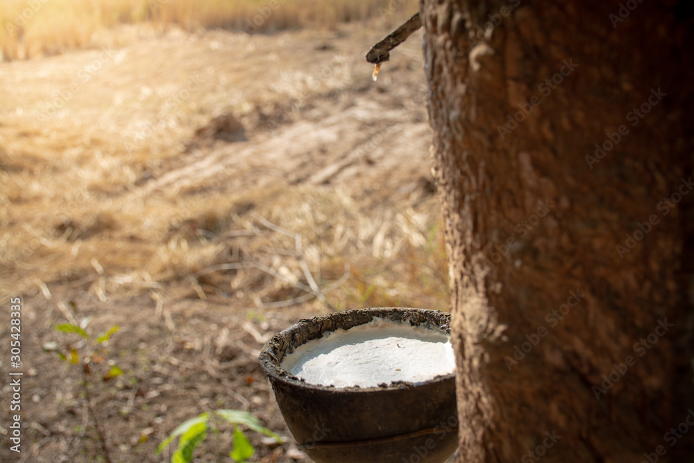 Latex in a plastic cup hanging from a tapped rubber tree in a plantation Latex in a plastic cup hanging from a tapped rubber tree in a plantation