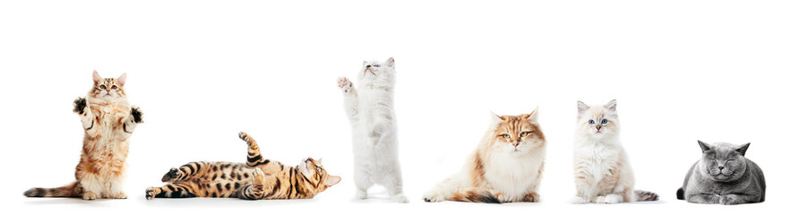 Collection of purebred cats isolated on white