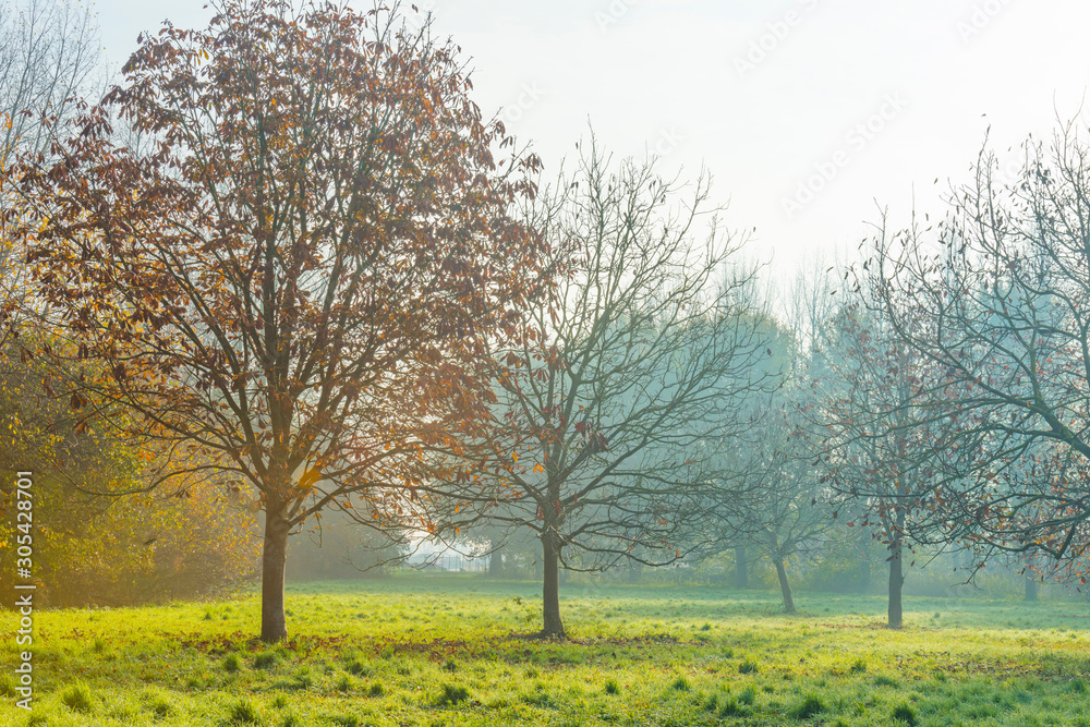 Trees in fall colors in a green grassy field in sunlight in autumn Trees in fall colors in a green grassy field in sunlight in autumn