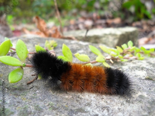 Woolly Bear Caterpillar Macro photo