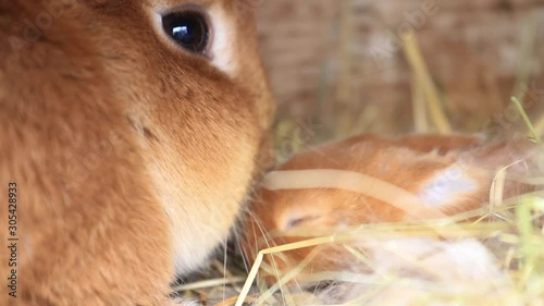 mother rabbit sniffs her red cub