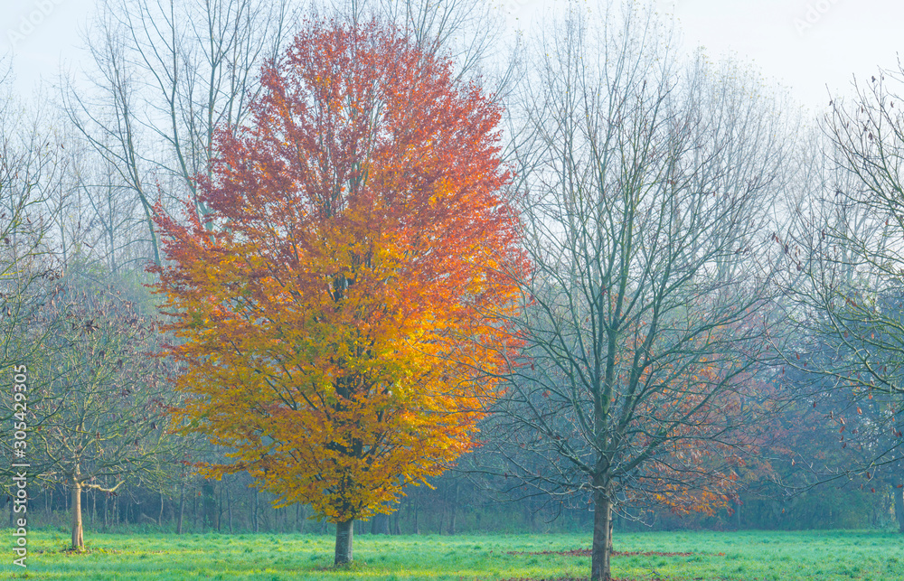 Trees in fall colors in a green grassy field in sunlight in autumn Trees in fall colors in a green grassy field in sunlight in autumn