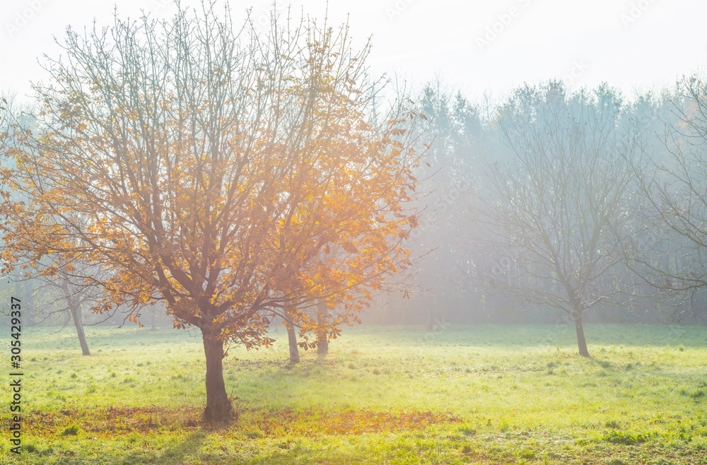 Trees in fall colors in a green grassy field in sunlight in autumn Trees in fall colors in a green grassy field in sunlight in autumn