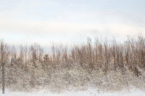 Trees and bushes in the forest stand in a row and covered with snow in winter against the blue sky