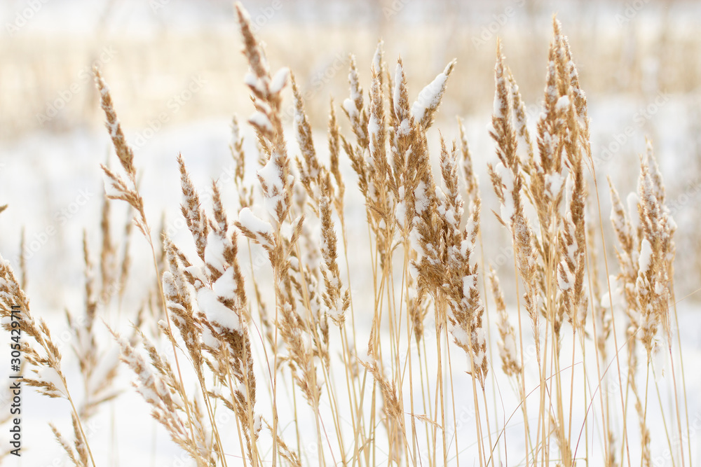 Fototapeta beautiful winter nature on the river bank, dry yellow cane branches strewn with white snow