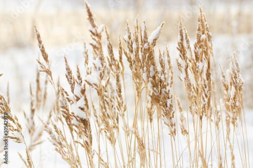 beautiful winter nature on the river bank, dry yellow cane branches strewn with white snow