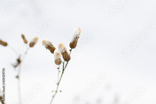 brown dried thistle flower among the white snow in winter