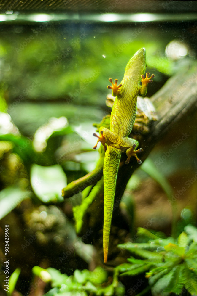 Naklejka premium Common gecko. Green lizard on a glass on the background of a greenery. Gekkonida. 