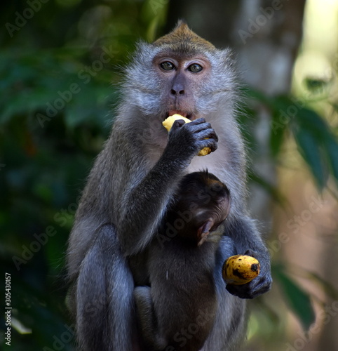Mother macaque monkey holding her baby and eating a banana in the jungle
