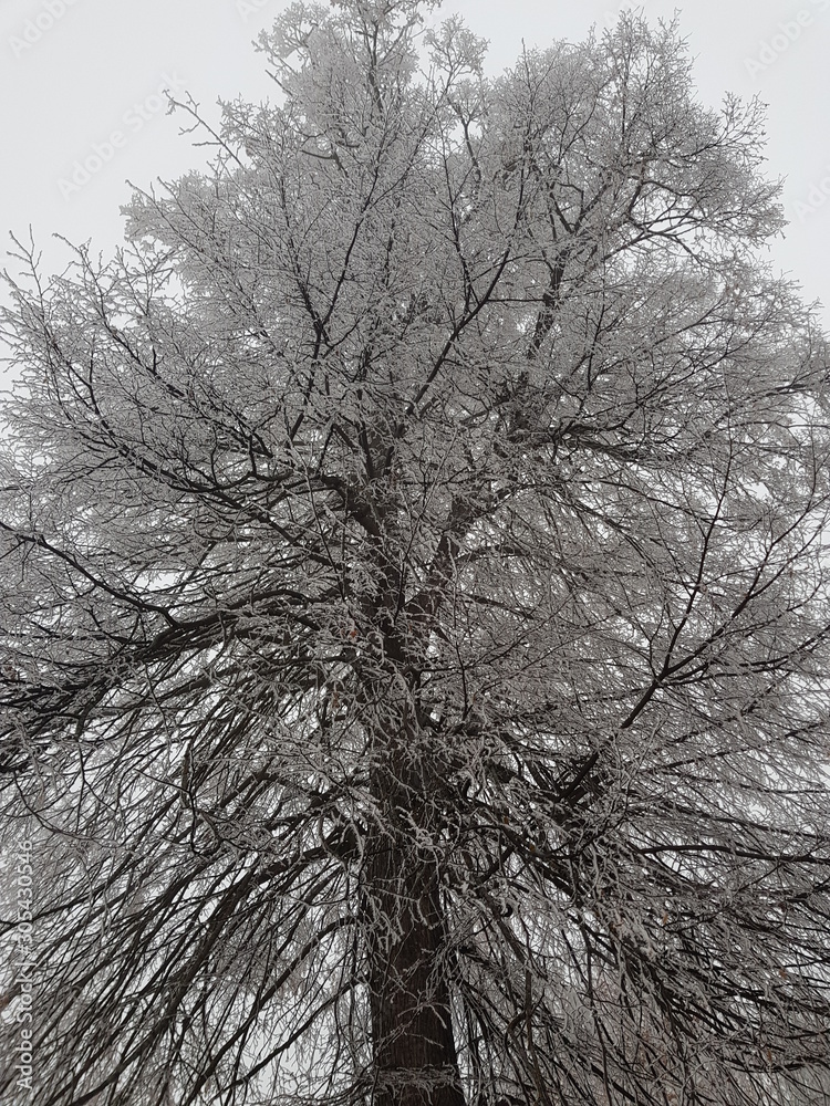 Obraz premium tree in winter