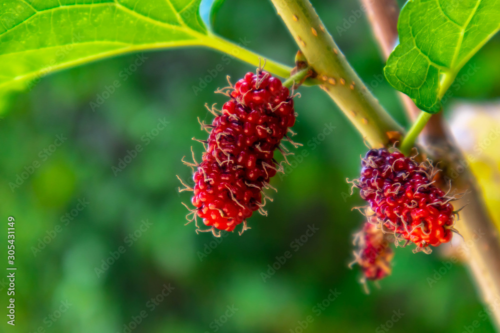 Organic fresh red mulberry on the branch with soft focus, Fruit for health, blurred nature background Organic fresh red mulberry on the branch with soft focus, Fruit for health, blurred nature background