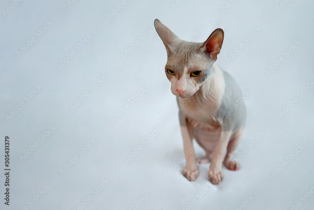 Sphynx cat sitting on a white background