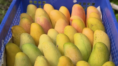 Box full of ready to eat ripe Mahachanok mango photo