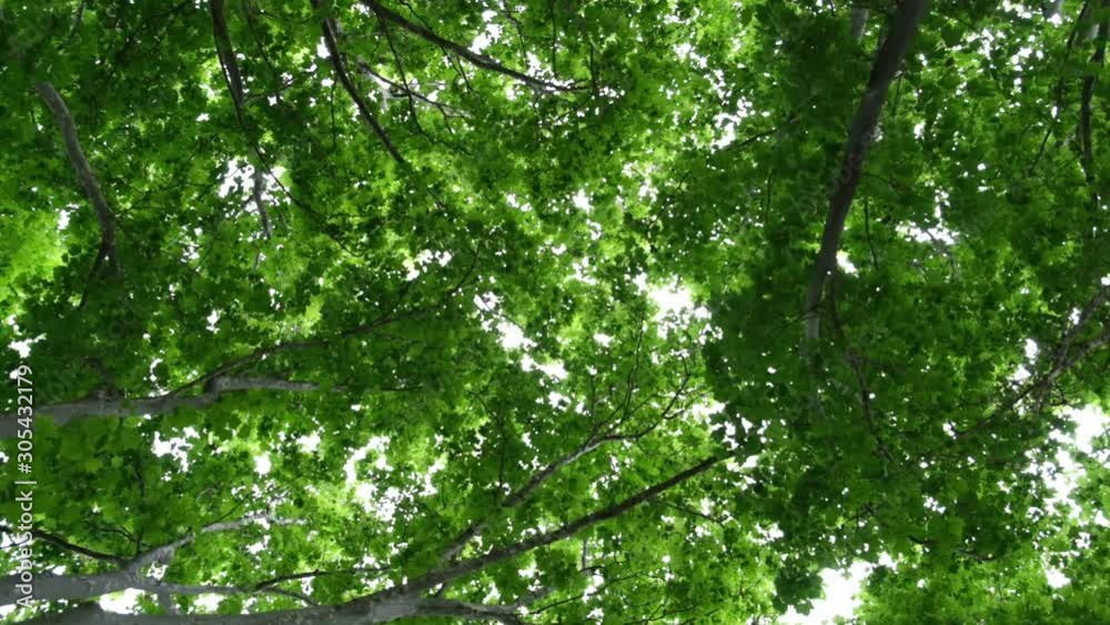 Slow motion POV looking up at tall trees Slow motion POV looking up at tall trees