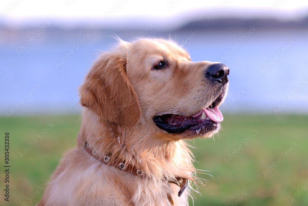 Portrait of a golden retriever.Head shot of Golden Retriever looking confused, smart, funny,interested.Close up. Portrait of a golden retriever.Head shot of Golden Retriever looking confused, smart, funny,interested.Close up.