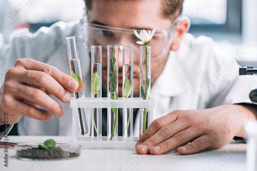 selective focus of biochemist in goggles looking a test tubes with green plants near microscope