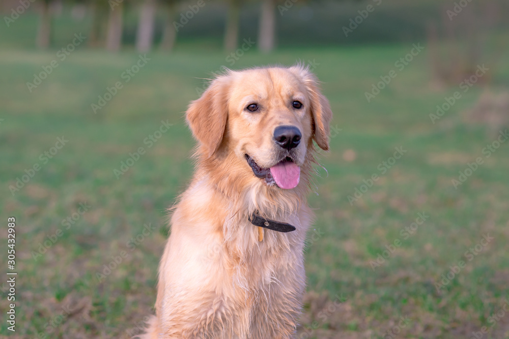 Portrait of a golden retriever.Head shot of Golden Retriever looking confused, smart, funny,interested.Close up.