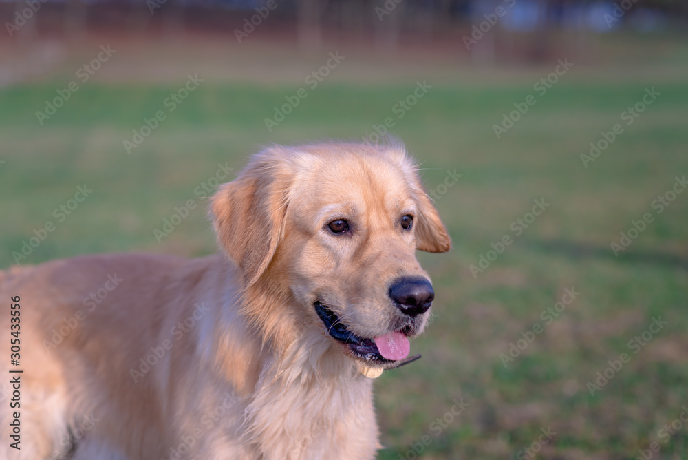 Portrait of a golden retriever.Head shot of Golden Retriever looking confused, smart, funny,interested.Close up.