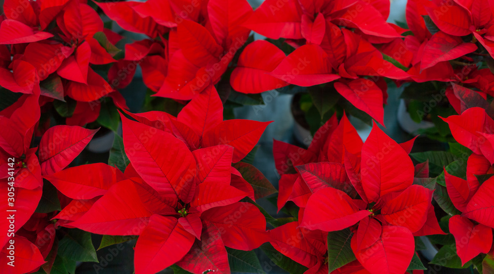 Red poinsettia flower, also known as the Christmas star or Bartholomew star.