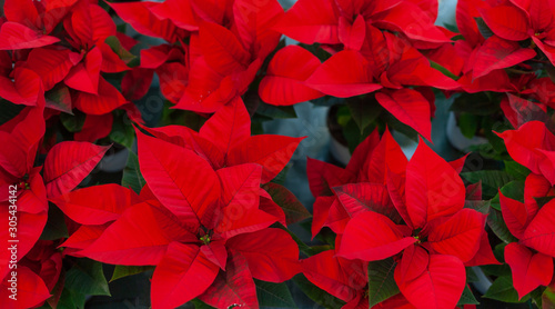 Red poinsettia flower  also known as the Christmas star or Bartholomew star.