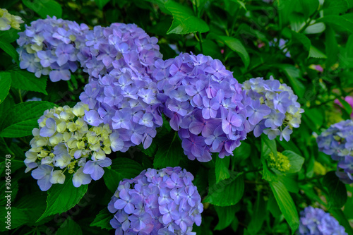 谷厳寺の紫陽花