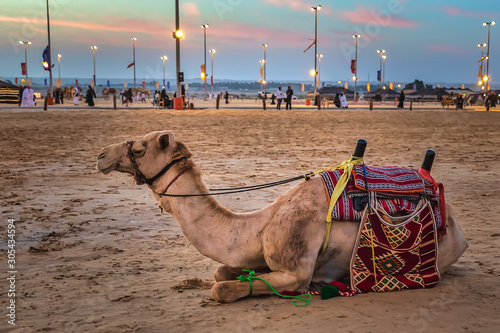 Photography Desert  safari camel ride festival in Abqaiq Dammam Saudi Arabia.