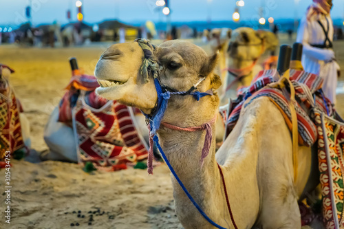 Desert  safari camel ride festival in Abqaiq Dammam Saudi Arabia photo