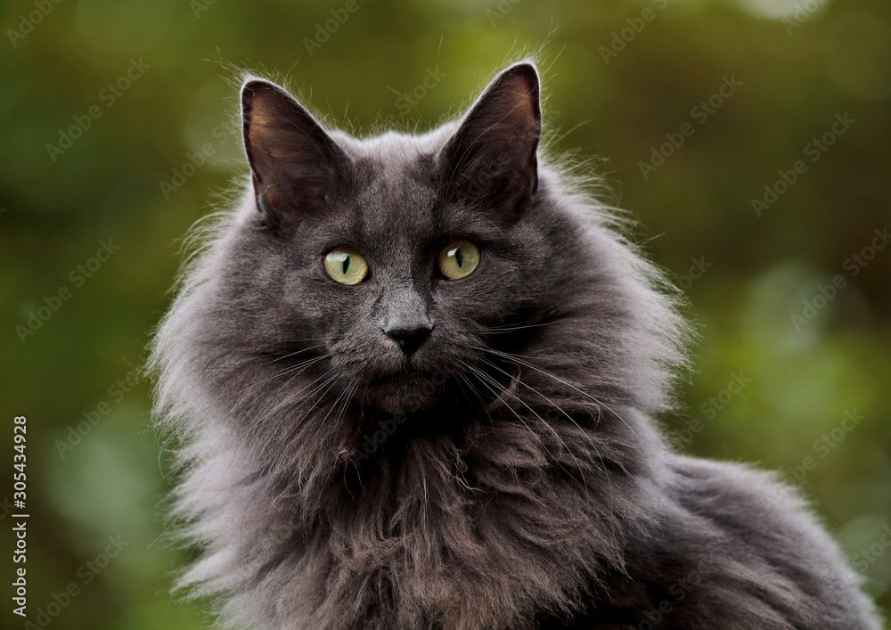 A blue norwegian forest cat with very alert expression