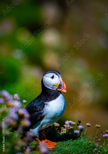 Puffin on Saltee Island, Ireland. With Blurred Background and Copy Space