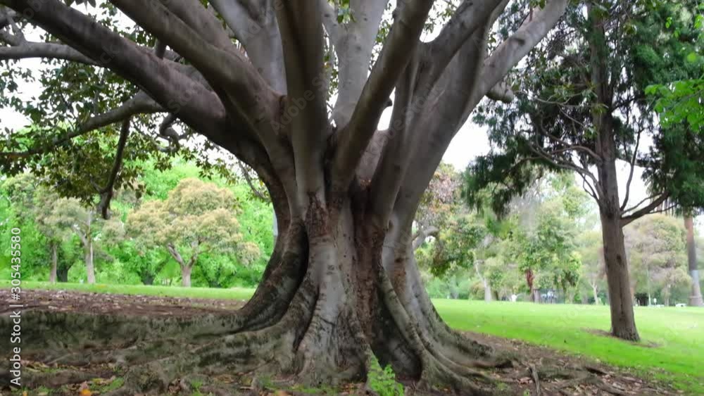Vertical pan along large fig tree in slow motion Vertical pan along large fig tree in slow motion