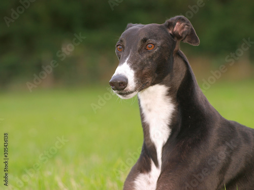 Beautiful Greyhound © Nigel Baker