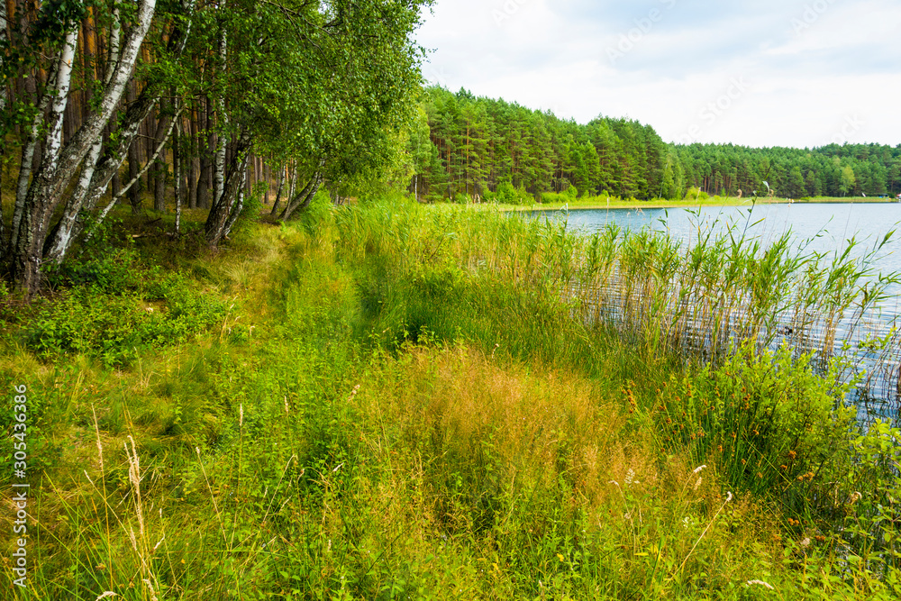 Trzciny jezioro las trawy wodne	kaszuby - obrazy, fototapety, plakaty 