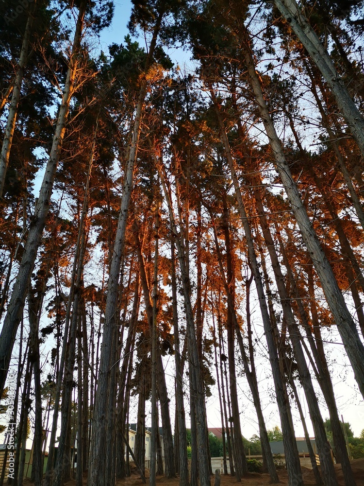 Fototapeta premium trees in forest