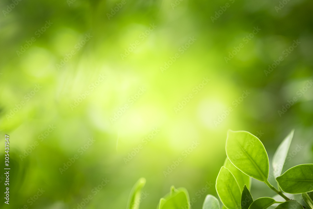 Closeup beautiful view of nature green leaves on blurred greenery tree background with sunlight in public garden park. It is landscape ecology and copy space for wallpaper and backdrop. Closeup beautiful view of nature green leaves on blurred greenery tree background with sunlight in public garden park. It is landscape ecology and copy space for wallpaper and backdrop.