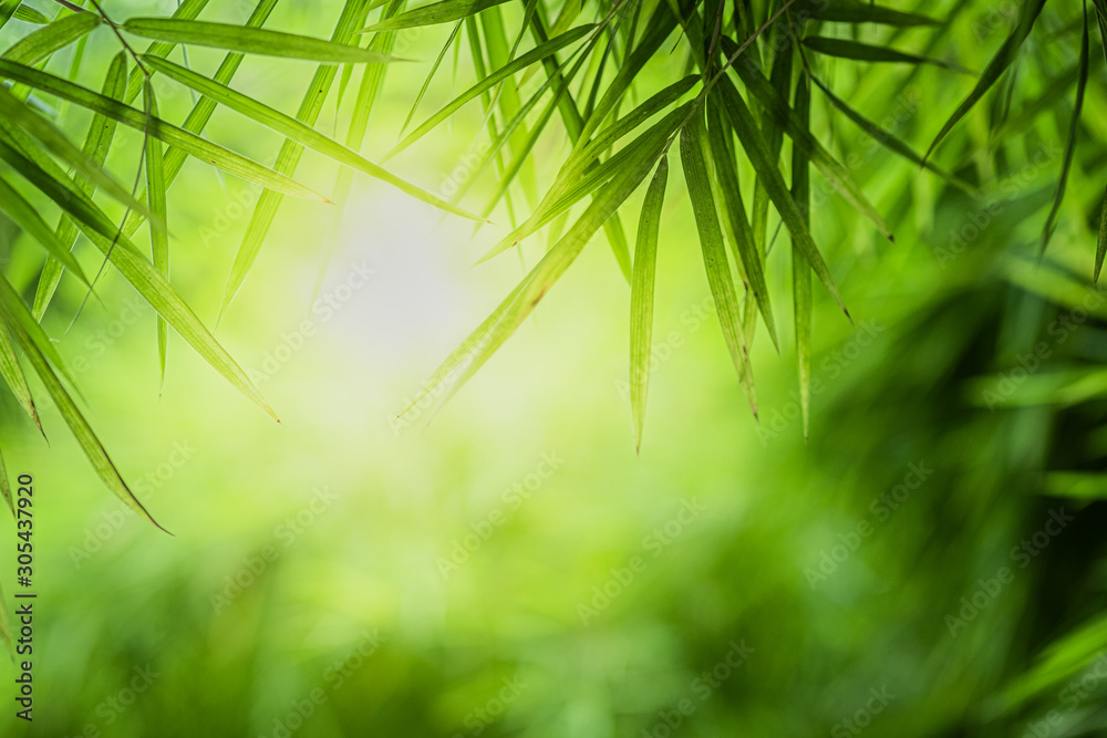 Fototapeta Zbliżenie piękny widok natury zieleni bambusowy liść na greenery zamazywał tło z światła słonecznego i kopii przestrzenią. Jest to wykorzystanie do naturalnego tła letnich ekologii i świeżych tapet.