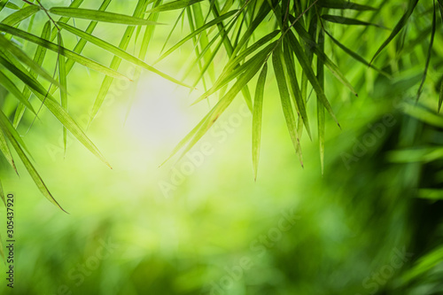 Fototapeta Naklejka Na Ścianę i Meble -  Closeup beautiful view of nature green bamboo leaf on greenery blurred background with sunlight and copy space. It is use for natural ecology summer background and fresh wallpaper concept.