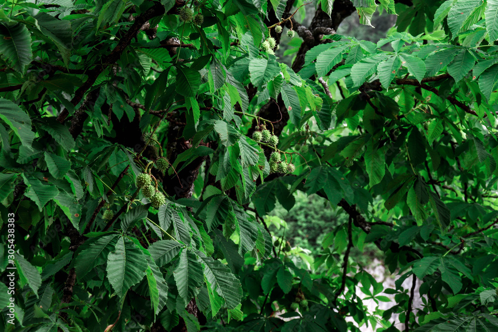 Beautiful green background with chestnuts Beautiful green background with chestnuts