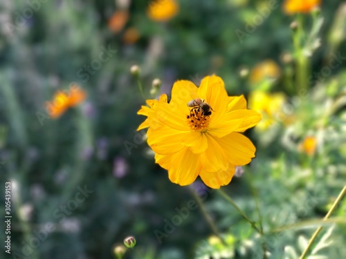 bee on flower