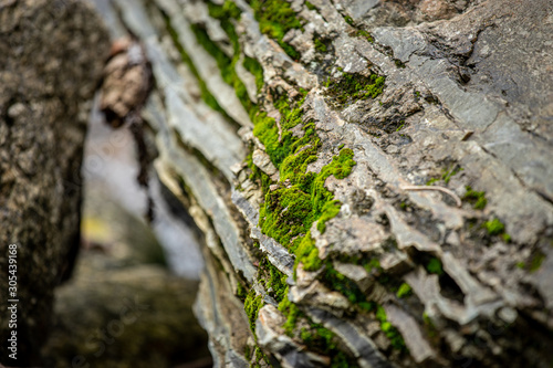 Small ferns grow up along the rocky edges of the river.