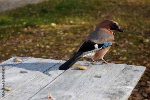an adult forest Jay sits on a wooden table