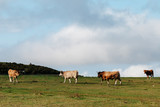 Vacas y toro, ganado en los Lagos de Covadonga Asturias, Montañas de España