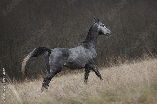 A beautiful dark gray horse runs gallop across an autumn field backgrounds, back view.