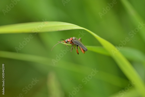 longhorn beetle crawling on grass