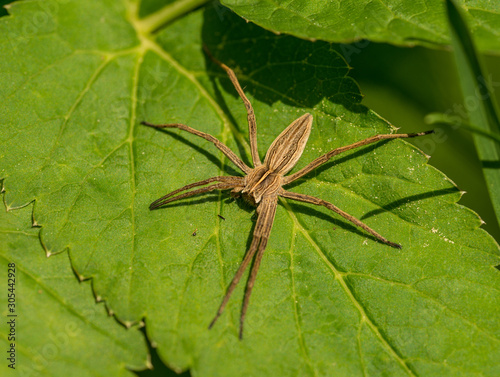 big spider rabidosa rabida on a leaf photo