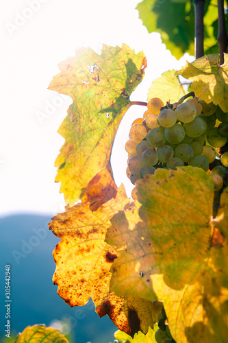 white ripen vinegrapes in the vineyard in autumn in opposite light photo