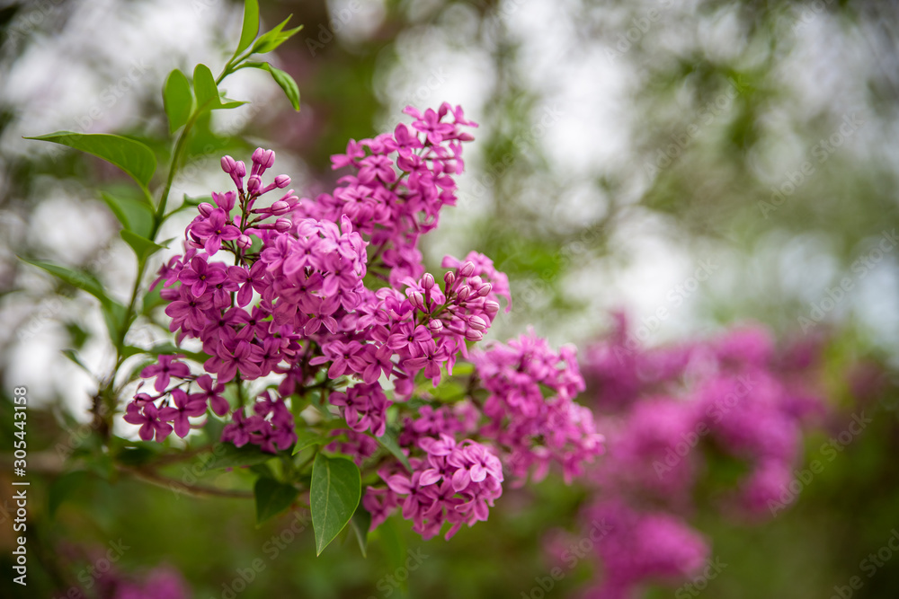 Beautiful Branch of Spring Lilac close-up, selective focus. Beautiful Branch of Spring Lilac close-up, selective focus.