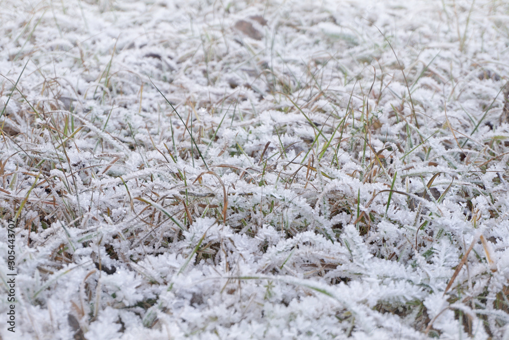 Grass covered with frost in the autumn Grass covered with frost in the autumn